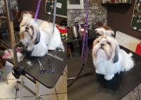 Hundefriseur-Fellness-66